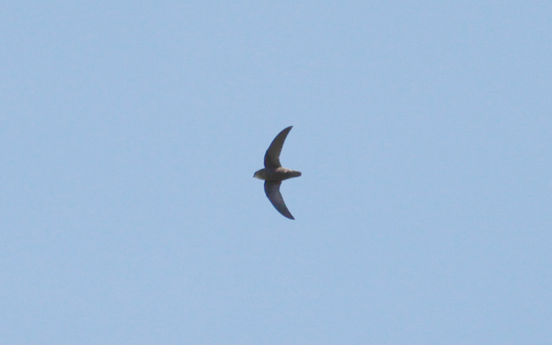 Great Dusky Swift