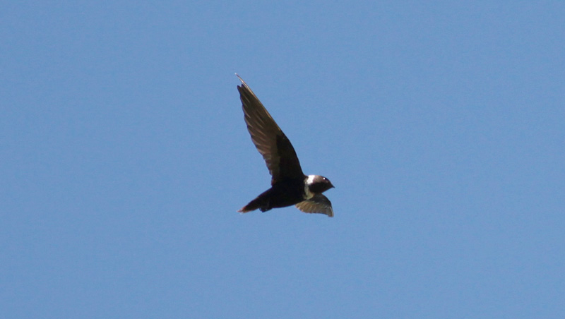 White-collared Swift