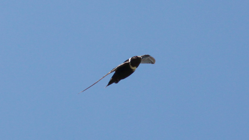 White-collared Swift