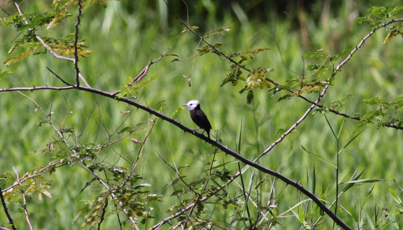 White-headed Marsh-Tyrant