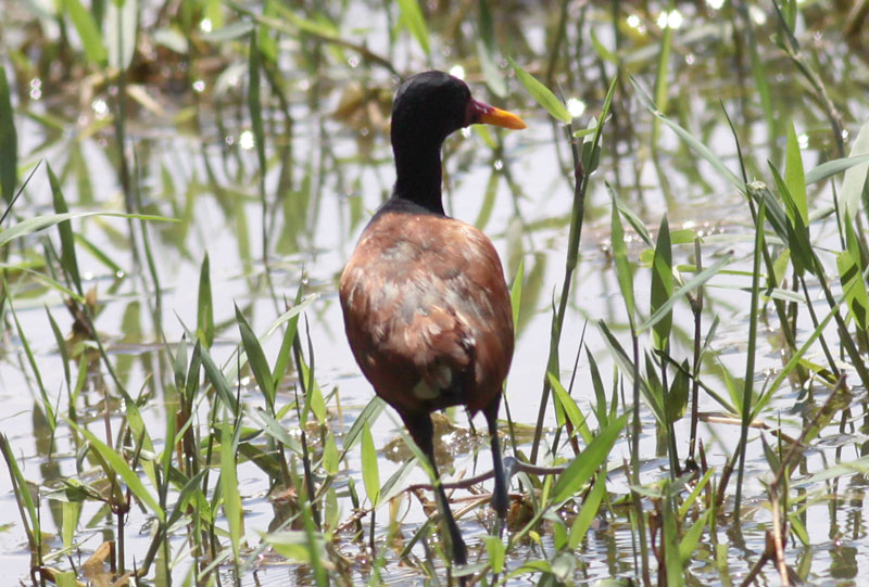 Wattled Jacana