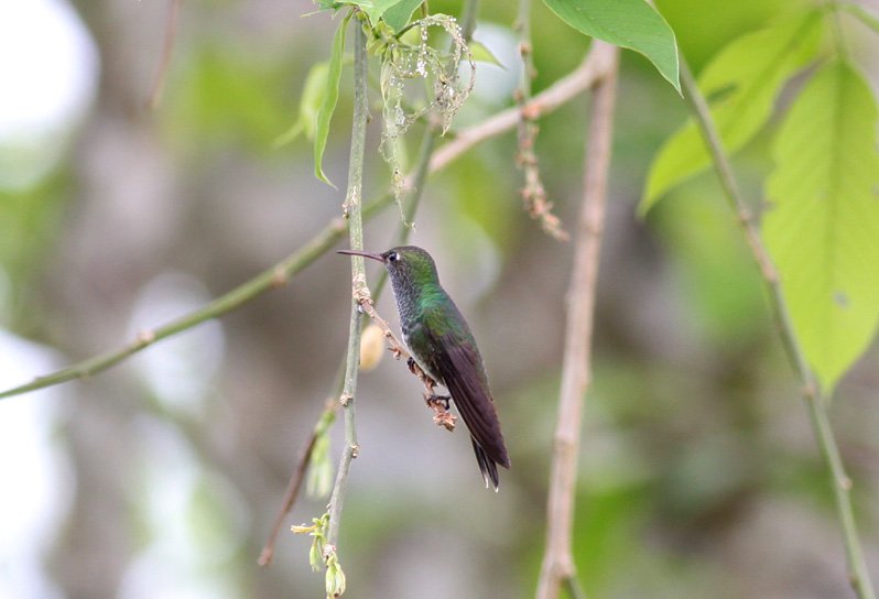 Glittering-throated Emerald