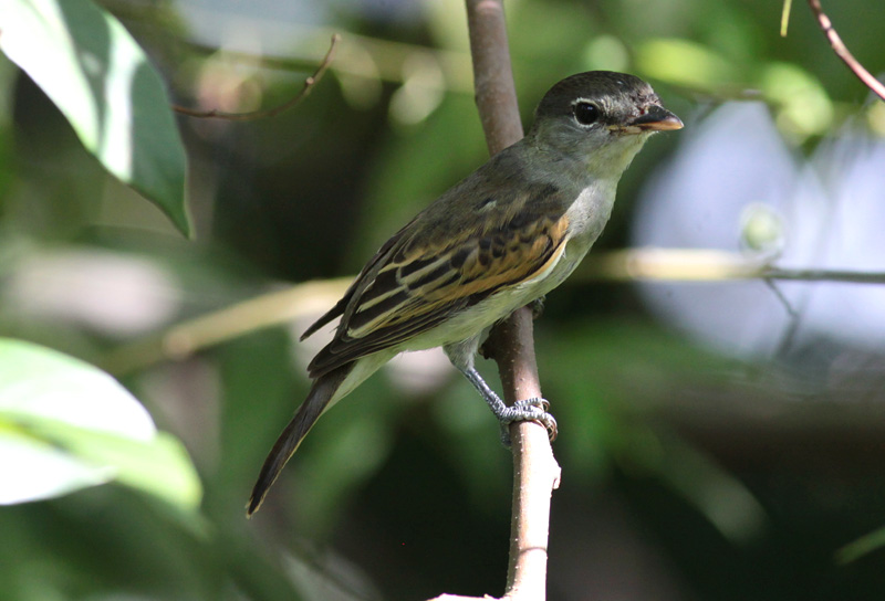 White-winged Becard (female)