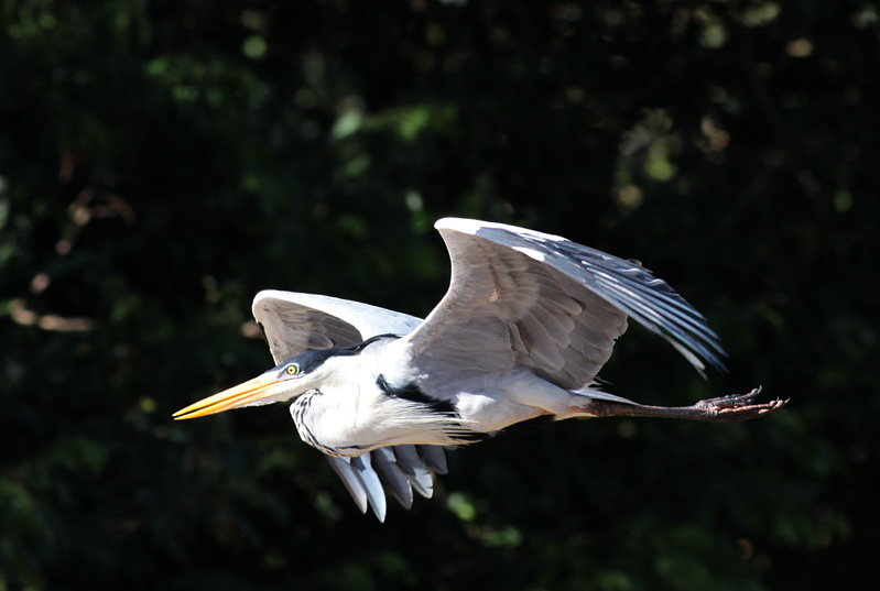 Cocoi Heron