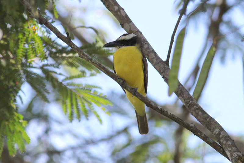 Boat-billed Flycatcher