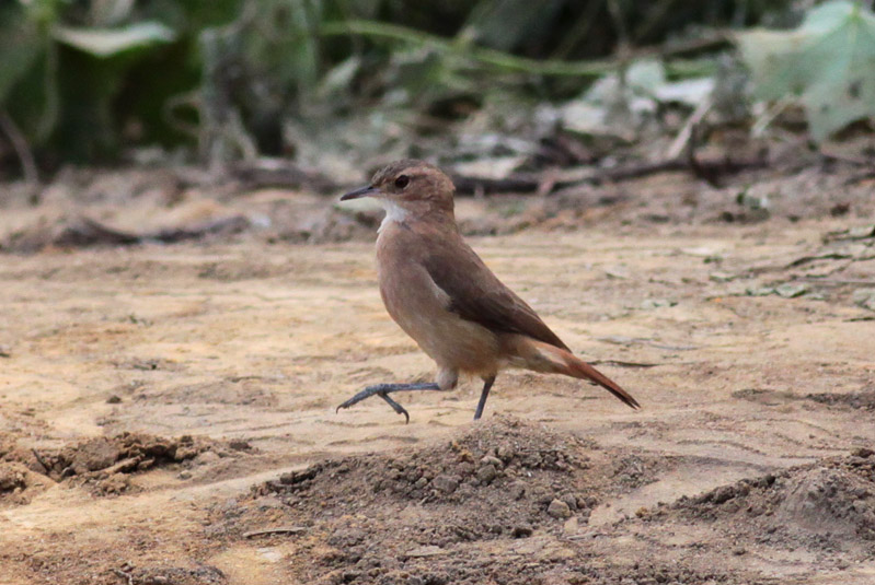 Rufous Hornero