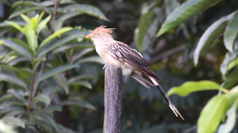 Guira Cuckoo
