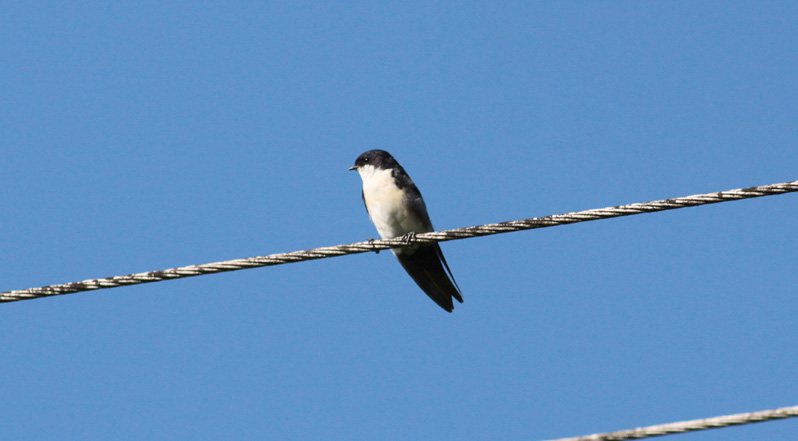 Blue-And-White Swallow