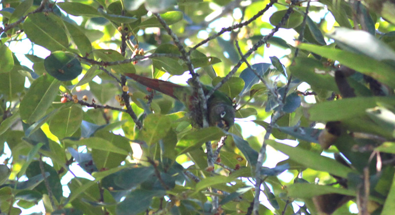 Maroon-bellied Parakeet
