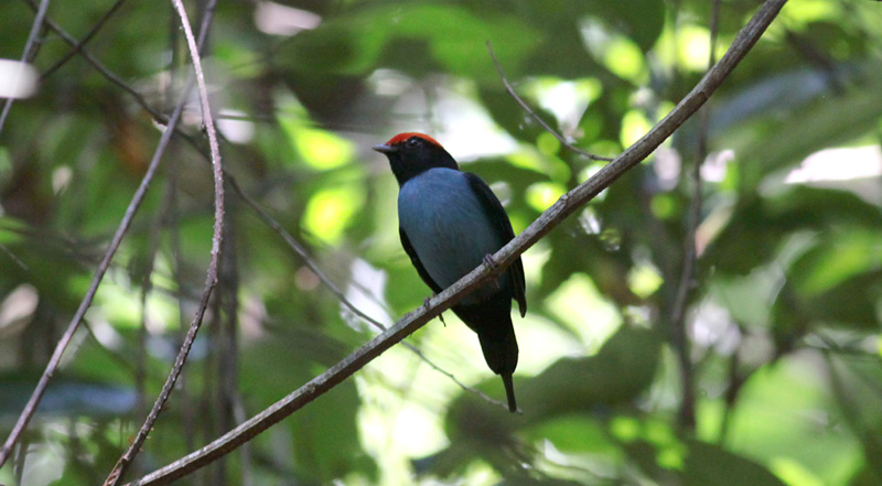 Blue Manakin