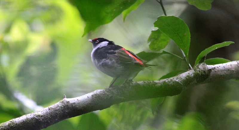Pin-tailed Manakin
