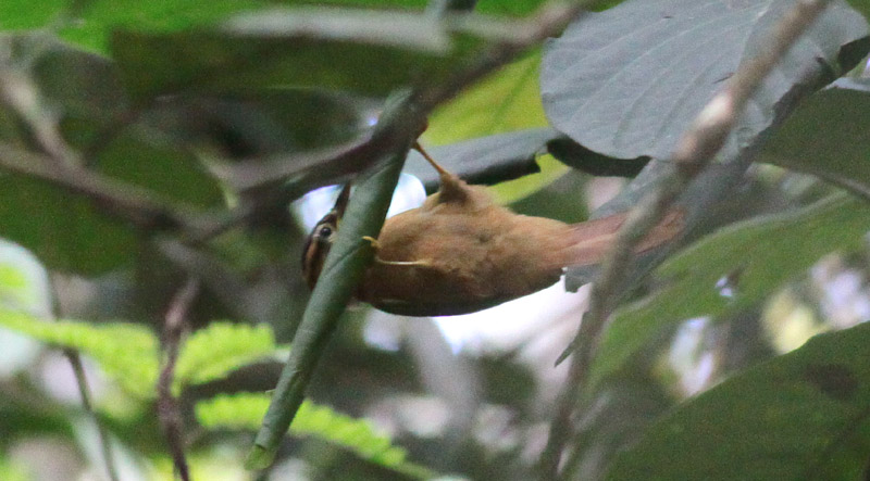 Black-capped Foliage-Gleaner