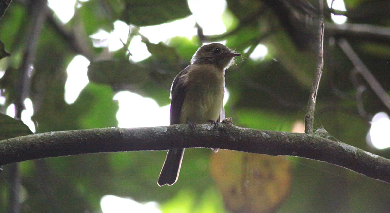 Sulphur-rumped Flycatcher