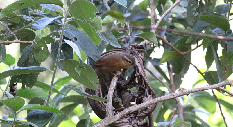 Ochre-breasted Foliage-Gleaner