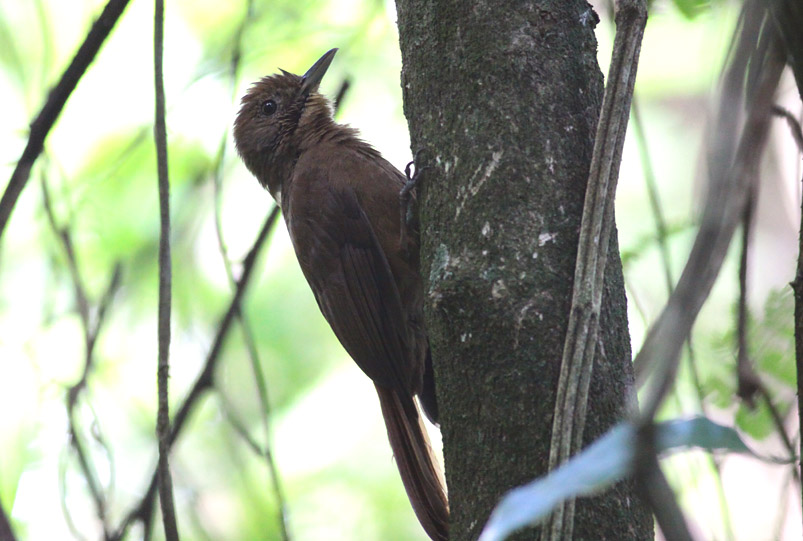 Plain-winged (Thrush-like) Woodcreeper