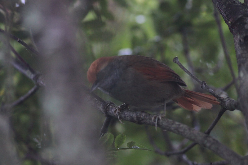 Rufous-capped Spinetail