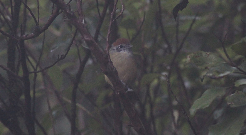 Rufous-crowned Greenlet