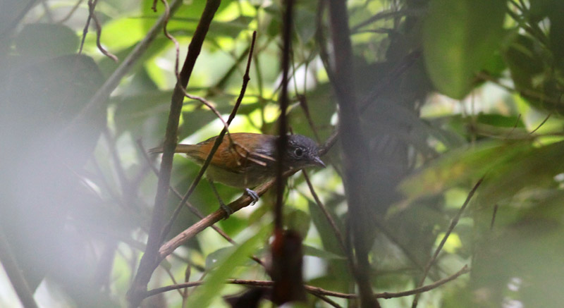 Rufous-backed Antvireo