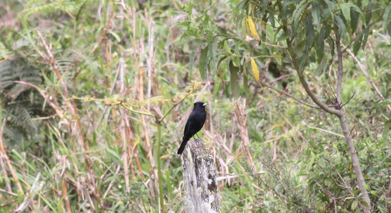Velvety Black-Tyrant