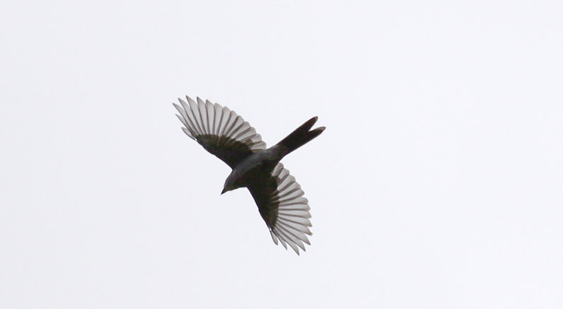 Shear-tailed Gray-Tyrant