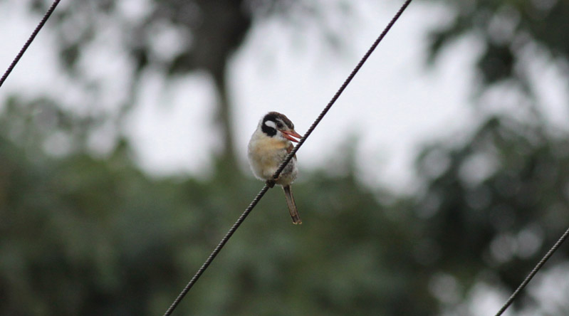 White-eared Puffbird
