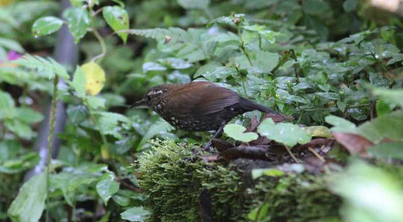 Sharp-tailed Streamcreeper
