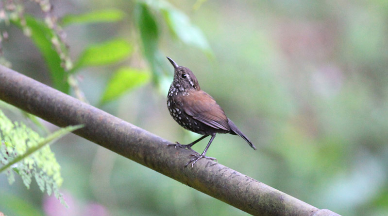 Sharp-tailed Streamcreeper