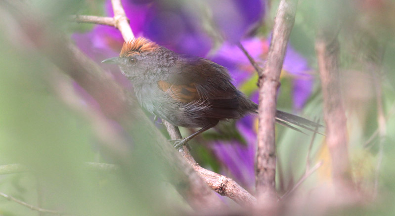 Spixs Spinetail