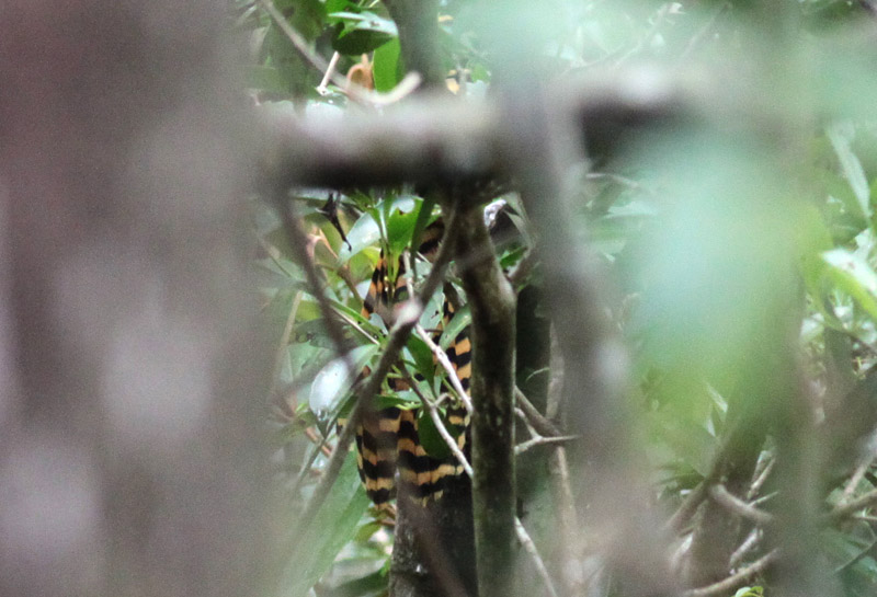 Giant Antshrike tail (female)