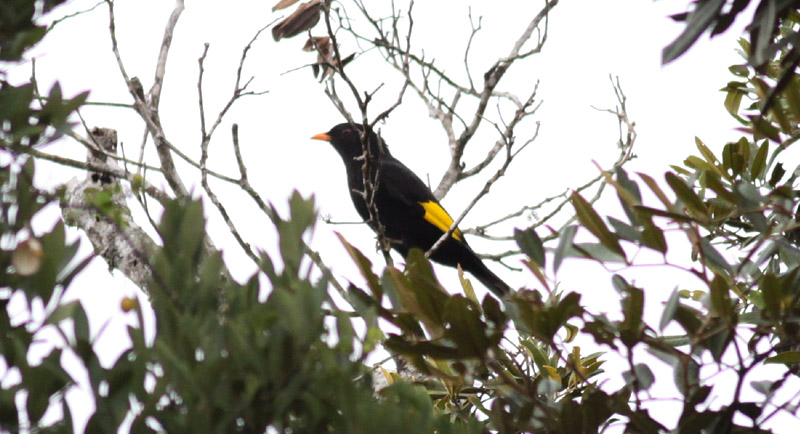 Black-and-Gold Cotinga