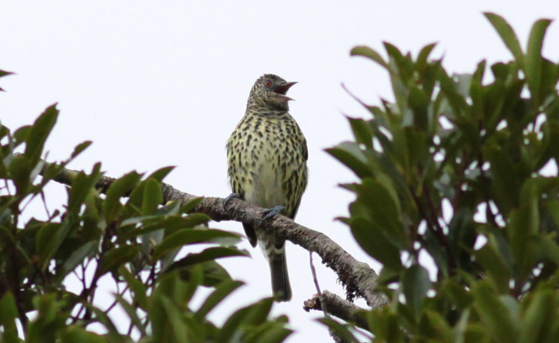 Sharpbill