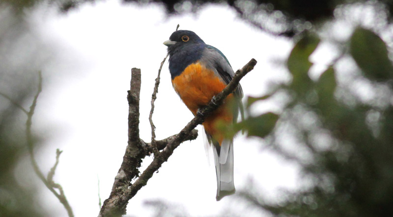 Surucua Trogon