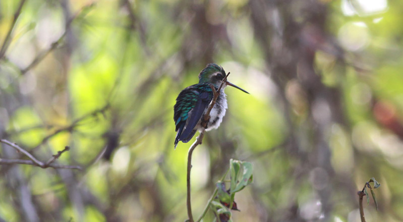 Glittering-bellied Emerald (female)