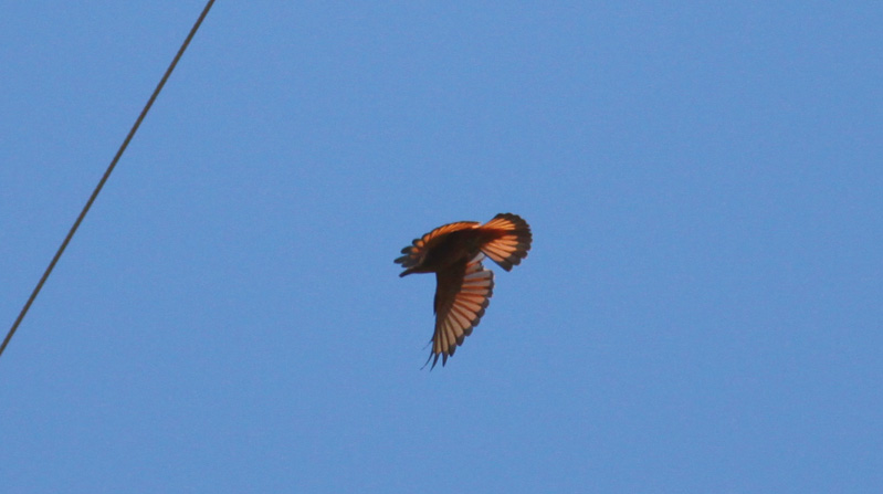 Cliff Flycatcher