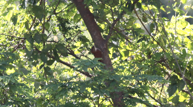 Scaled Woodcreeper