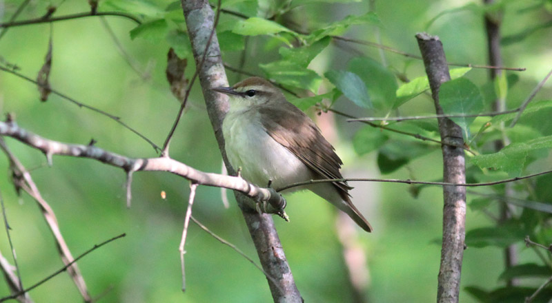 Swainsons Warbler