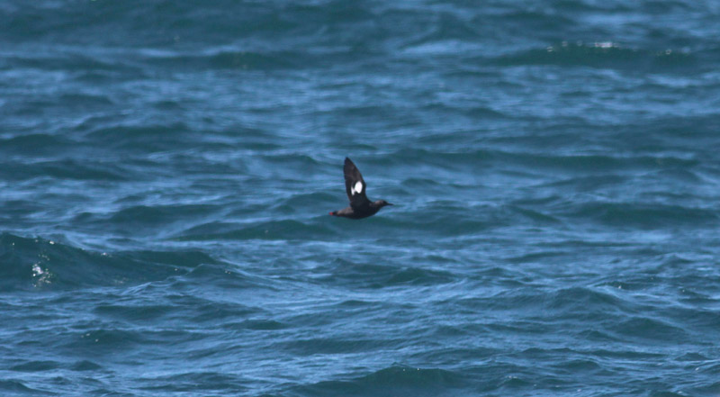 Pigeon Guillemot