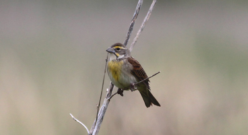 Dickcissel