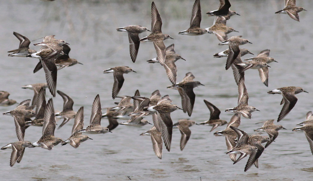 Shorebirds