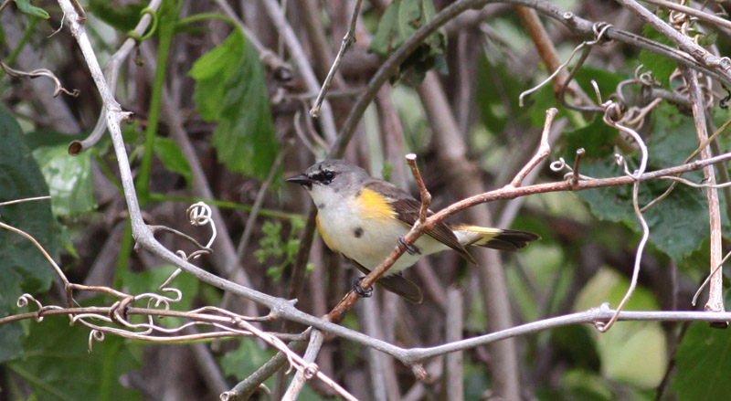 American Redstart