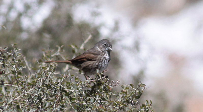 (Thick-billed) Fox Sparrow