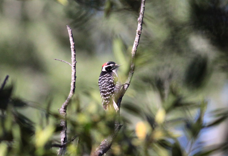 Nuttals Woodpecker