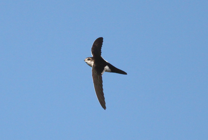 White-throated Swift