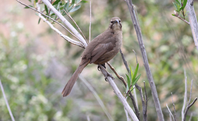 California Thrasher