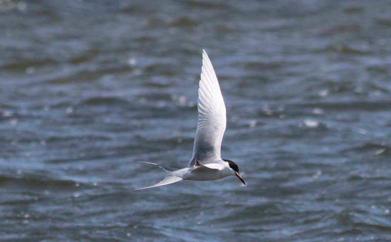 Forsters Tern