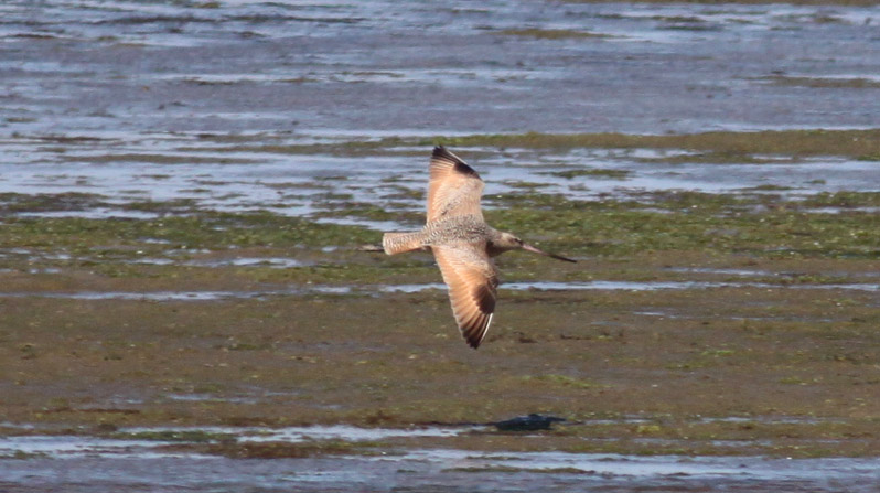 Marbled Godwit
