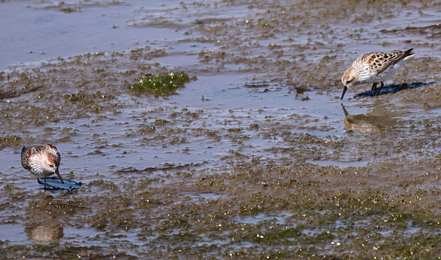 Western Sandpipers