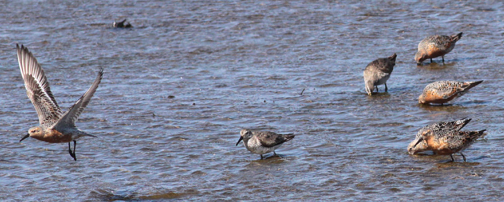 Red Knots