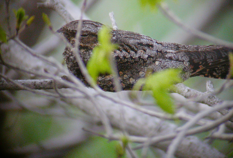 Gray Nightjar