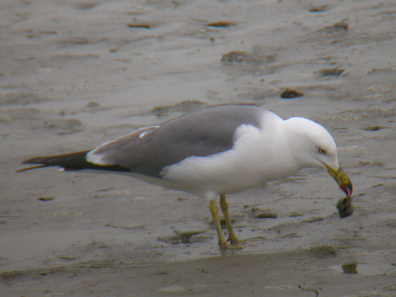 Black-tailed Gull